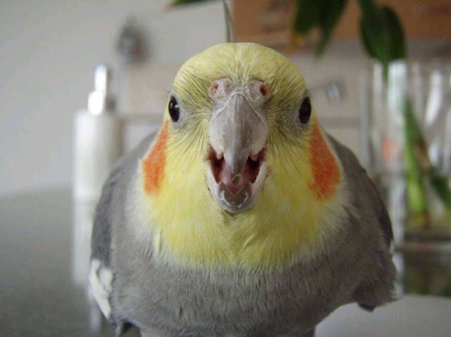 How to Stop a Screaming Cockatiel