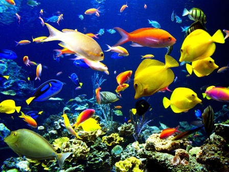 Reef Fish Themissespots